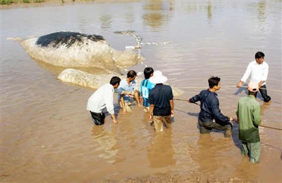 A dead whale is dragged ashore in Vinh Thinh, Vietnam, on Monday. In death, the 15-ton marine mammal has become a local celebrity.